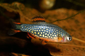 Danio_margaritatus