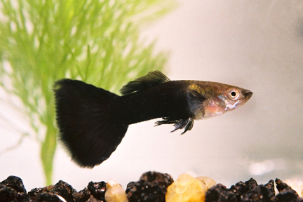 Fekete Guppi () Fekete Guppi